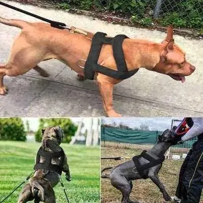Big & Strong Dog Training Harness & Leash Set
