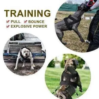 Big & Strong Dog Training Harness & Leash Set